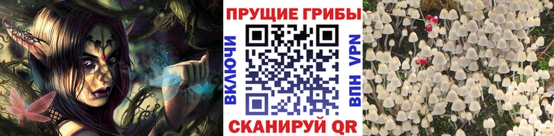 Галлюциногенные грибы Psilocybine cubensis  цены   shop телеграм  Стародуб 